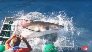 Դայվերը հրաշքով է փրկվում սպիտակ շնաձկան ծնոտում հայտնվելուց